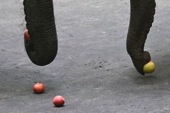 Russia Circus