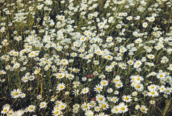 Nature in Moscow Region