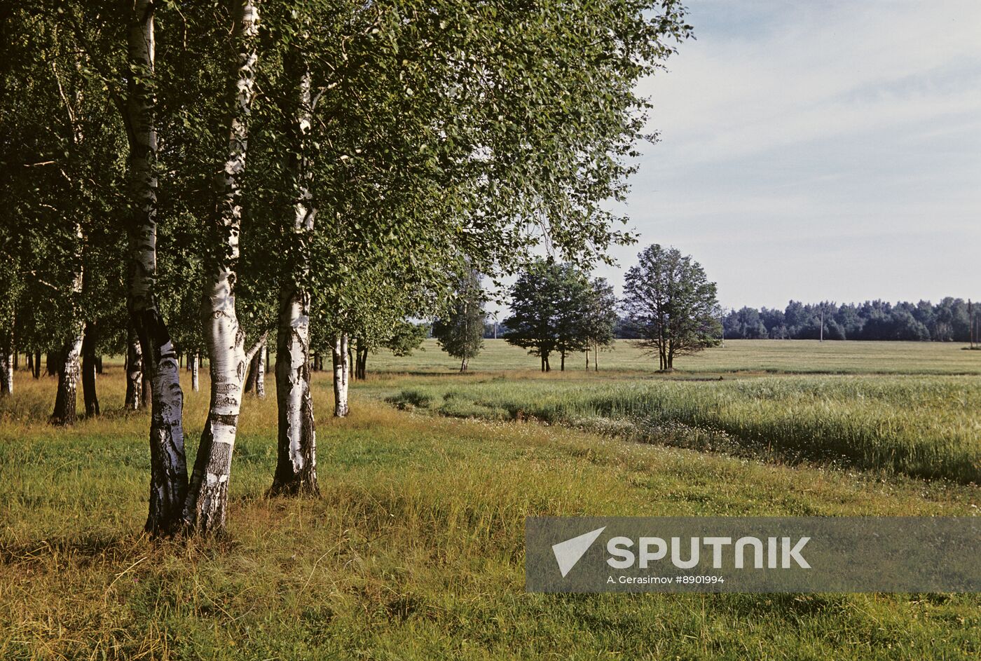 Nature in Moscow Region
