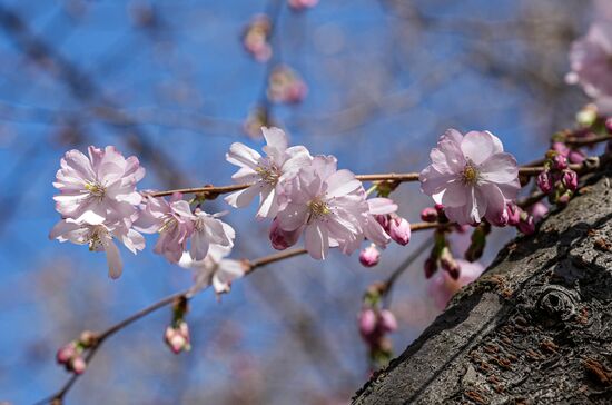 Russia Environment Cherry Blossom