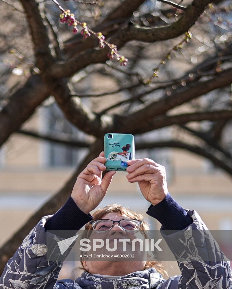 Russia Environment Cherry Blossom