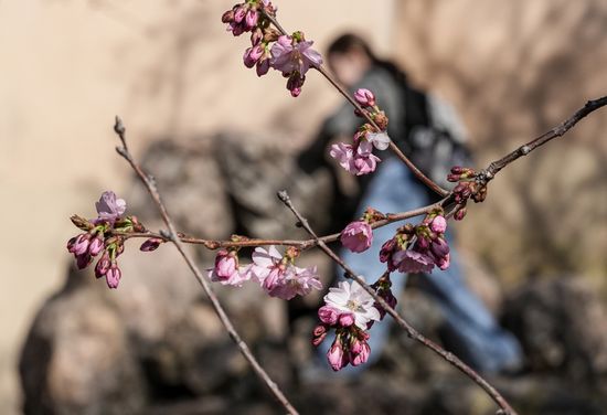 Russia Environment Cherry Blossom