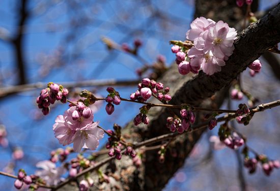 Russia Environment Cherry Blossom