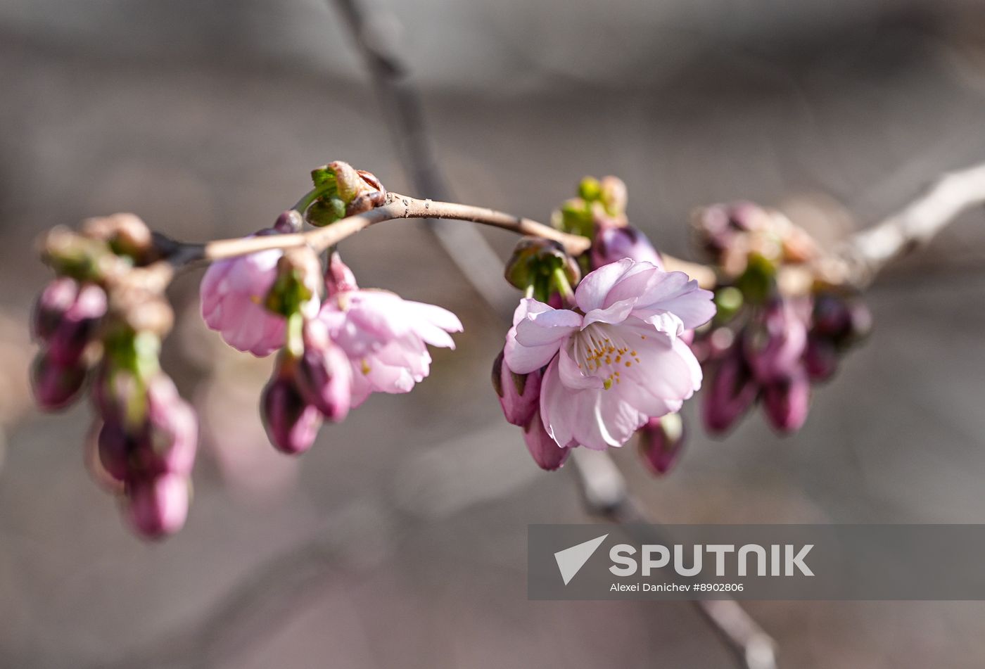 Russia Environment Cherry Blossom