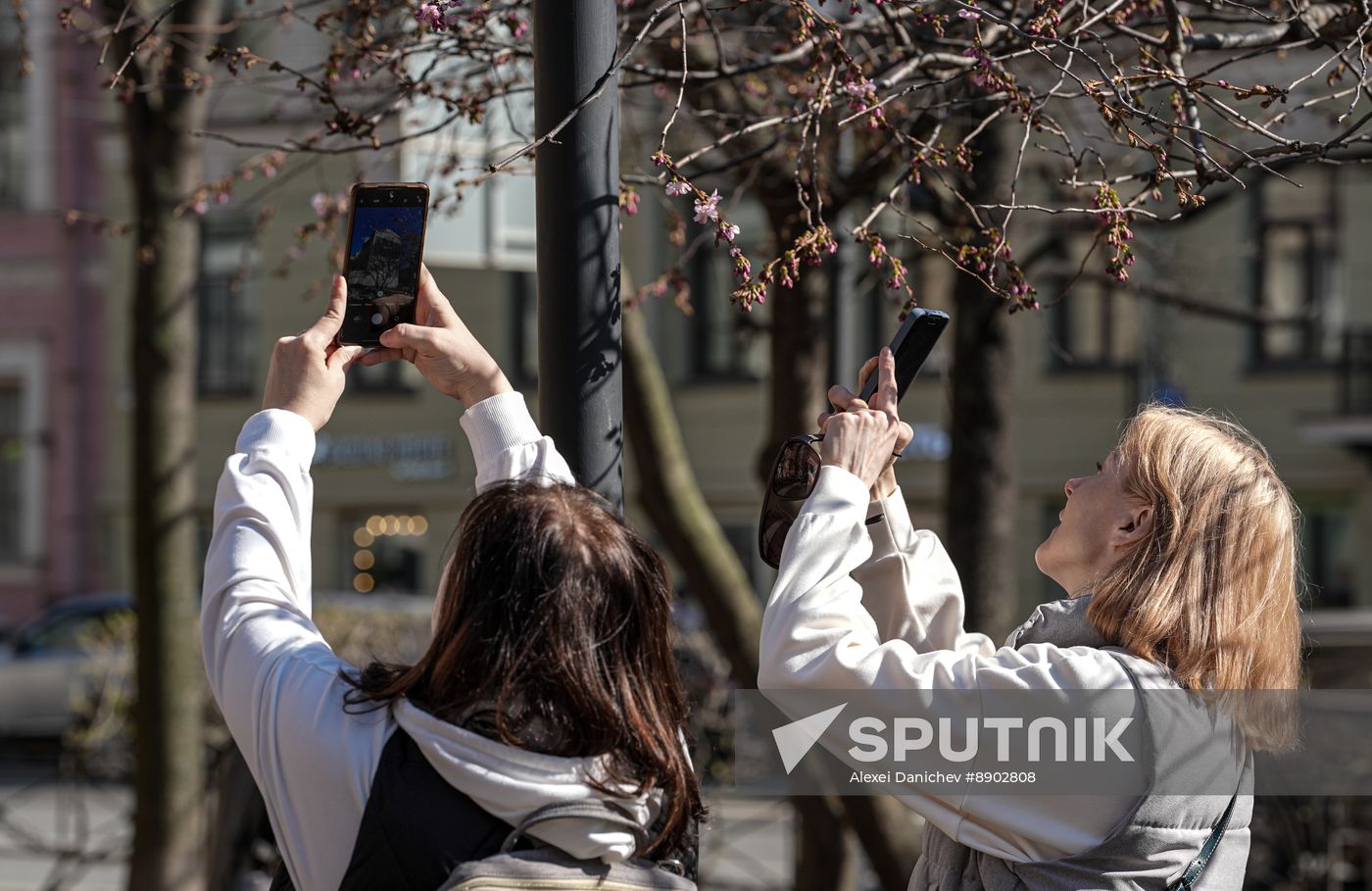 Russia Environment Cherry Blossom