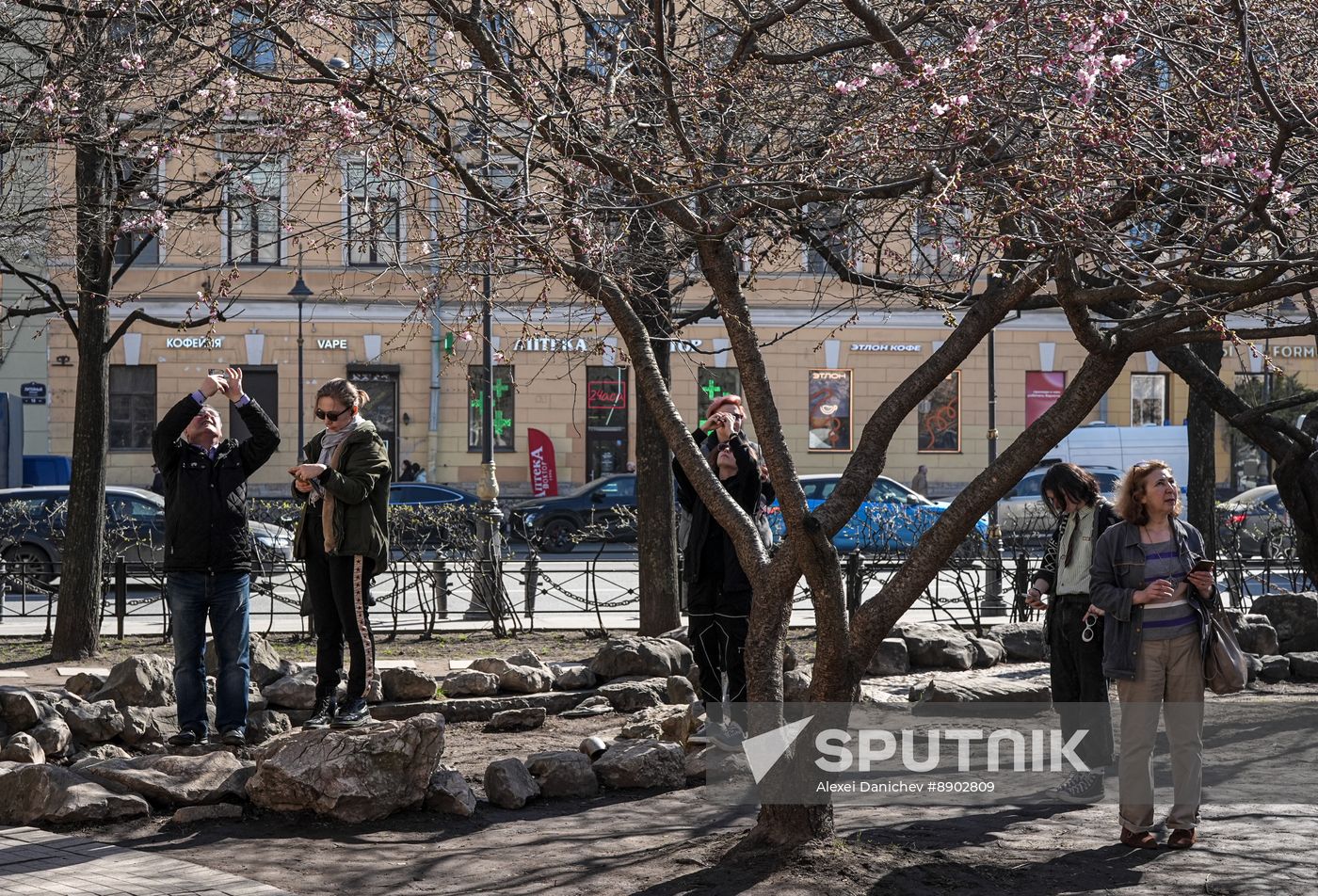 Russia Environment Cherry Blossom