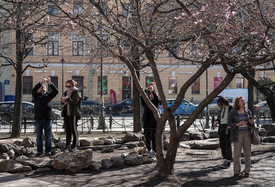 Russia Environment Cherry Blossom