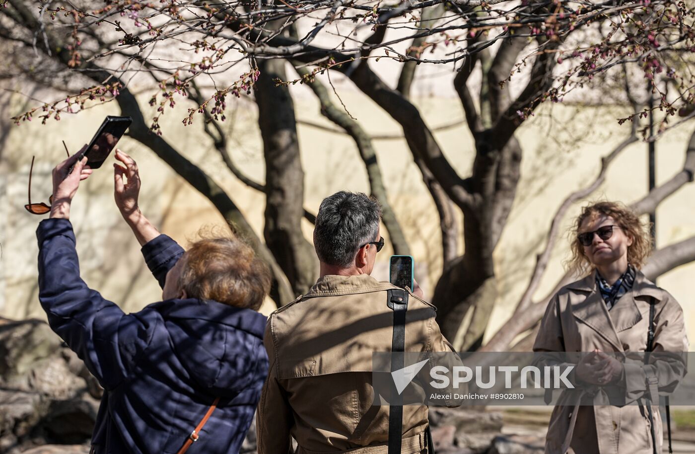 Russia Environment Cherry Blossom