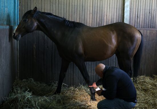 Russia Equestrian Sports Season Preparations