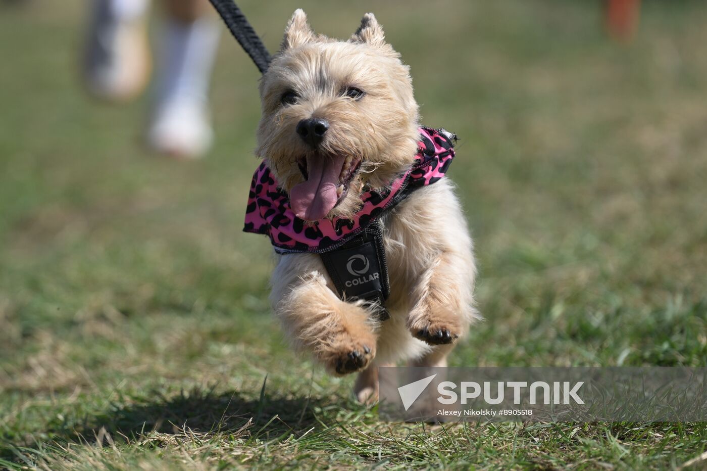 Russia Dog Run
