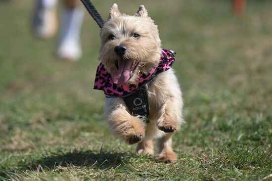 Russia Dog Run