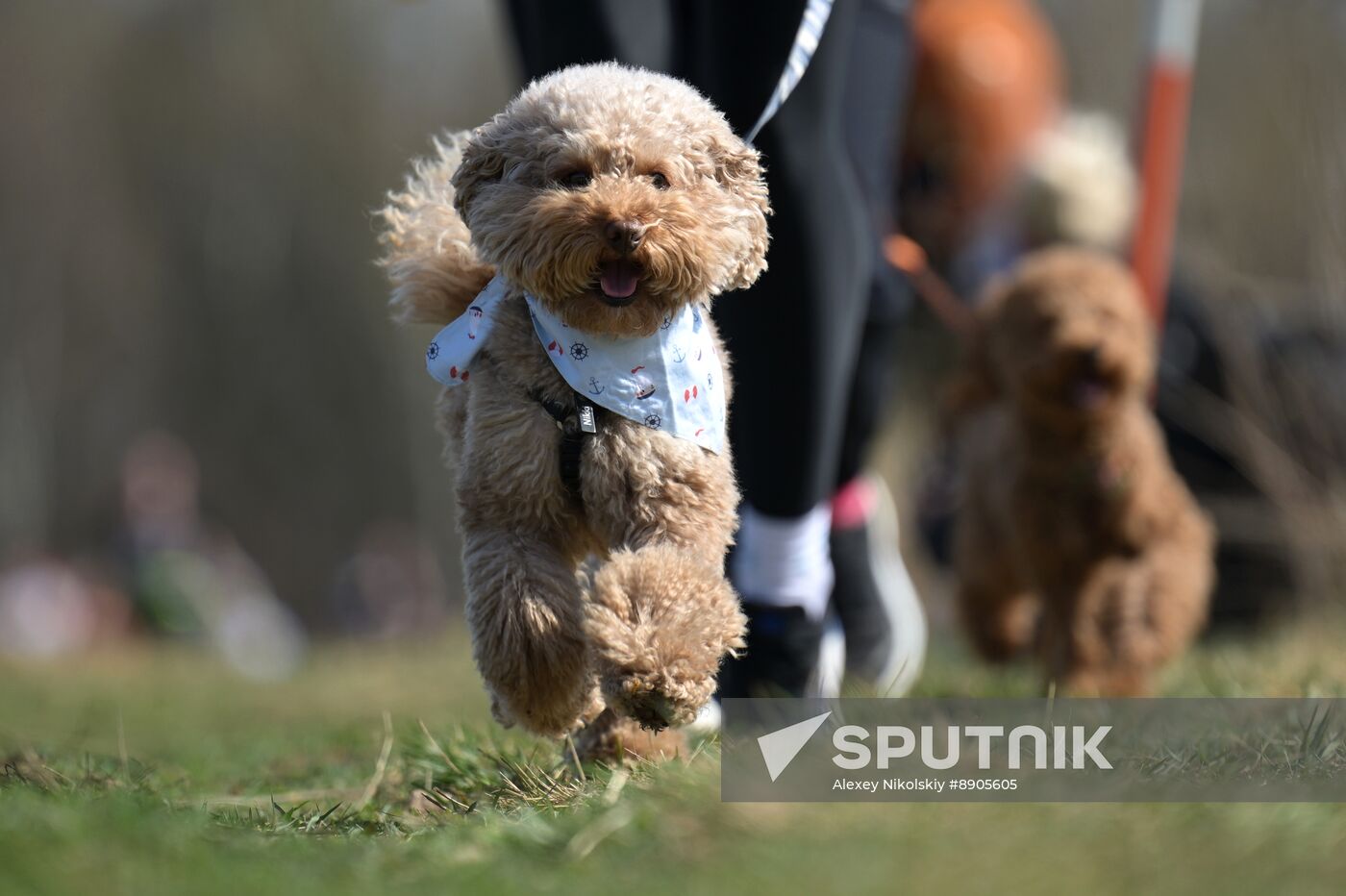 Russia Dog Run
