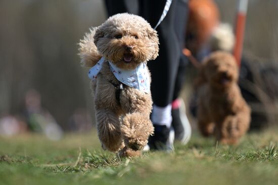 Russia Dog Run
