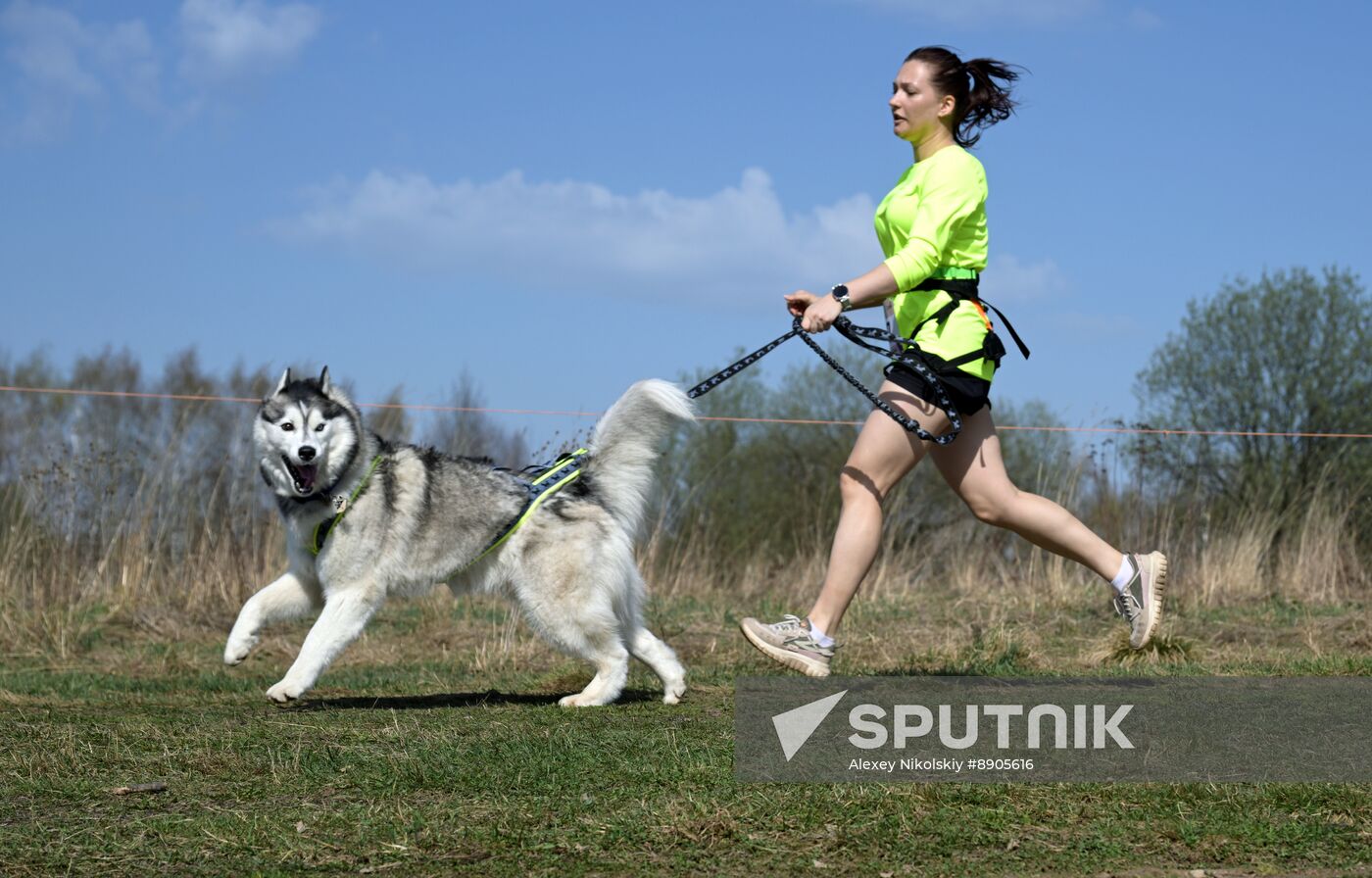 Russia Dog Run