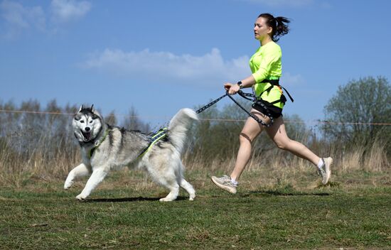 Russia Dog Run