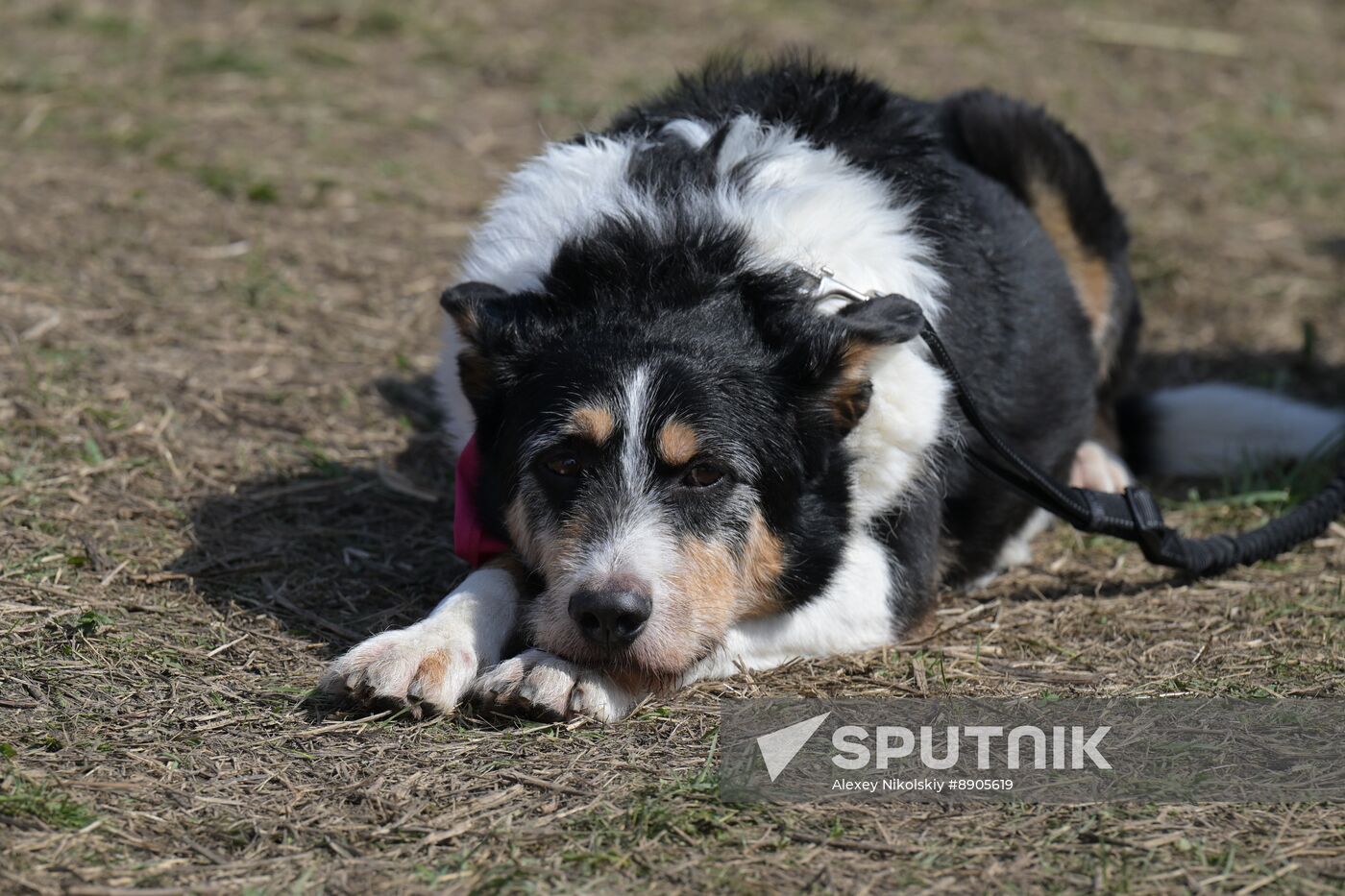 Russia Dog Run