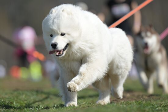 Russia Dog Run