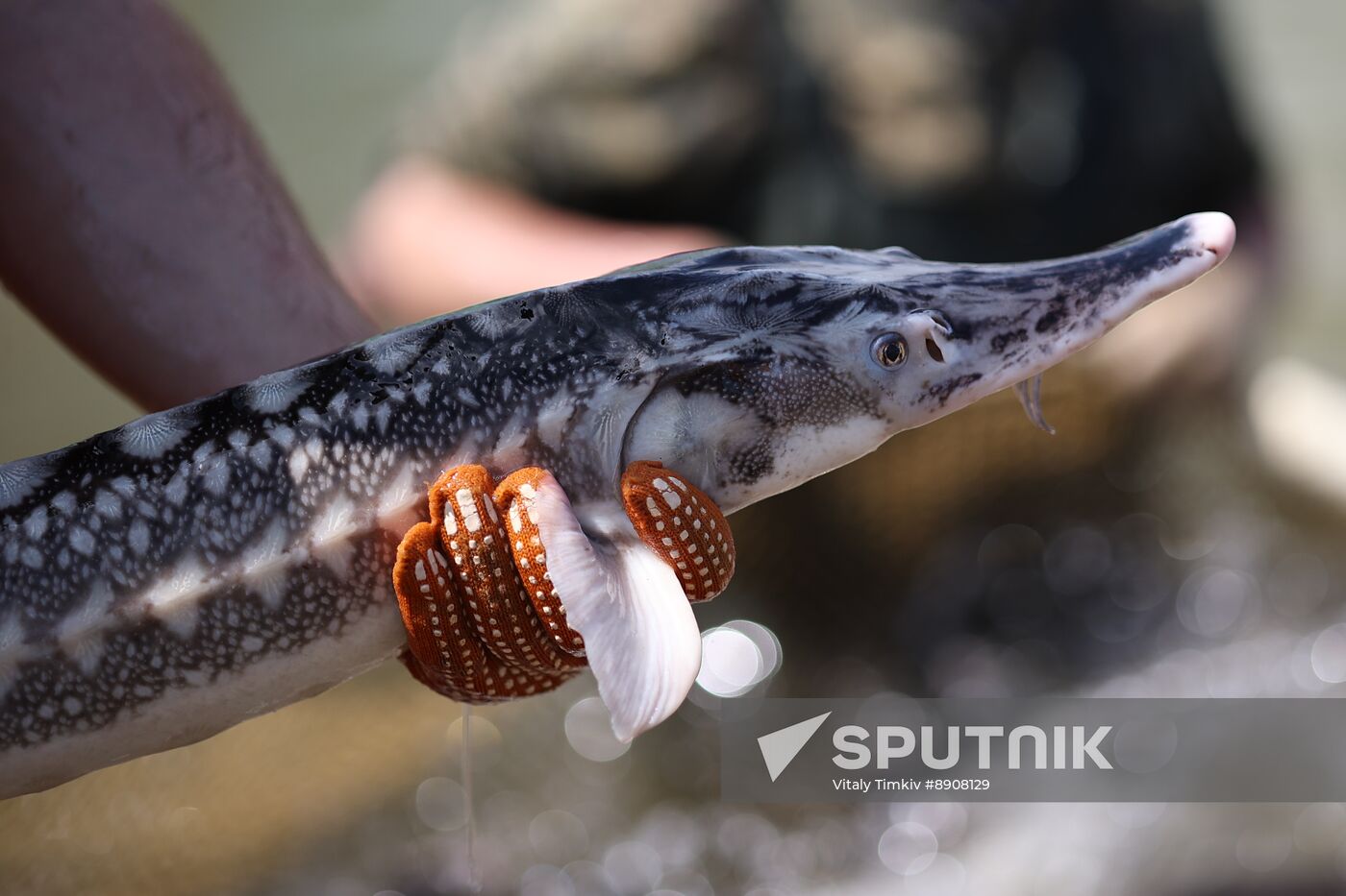 Russia Fish Industry