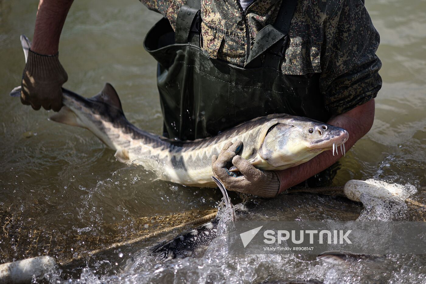 Russia Fish Industry