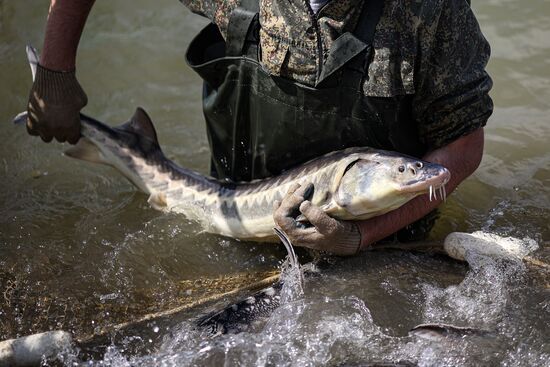 Russia Fish Industry