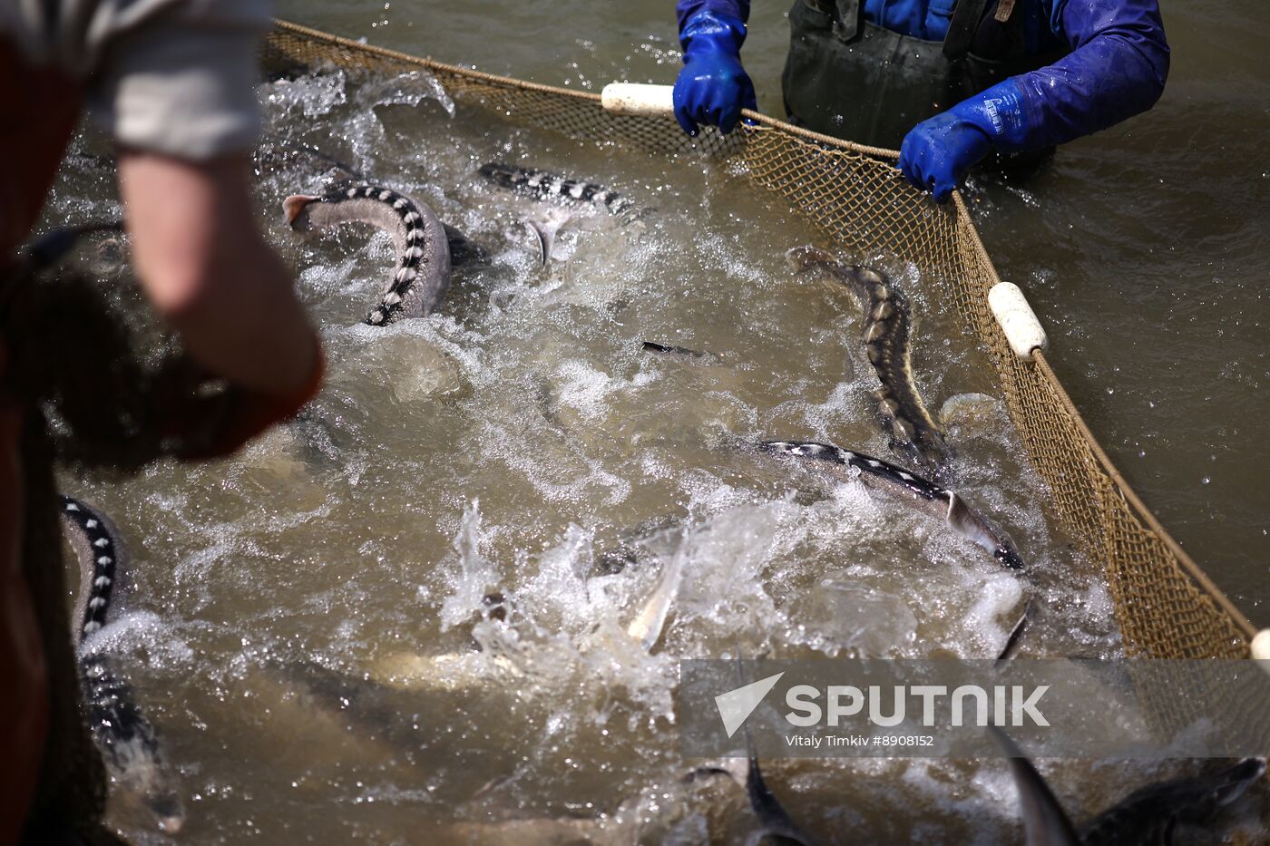 Russia Fish Industry