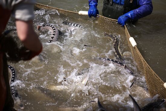 Russia Fish Industry