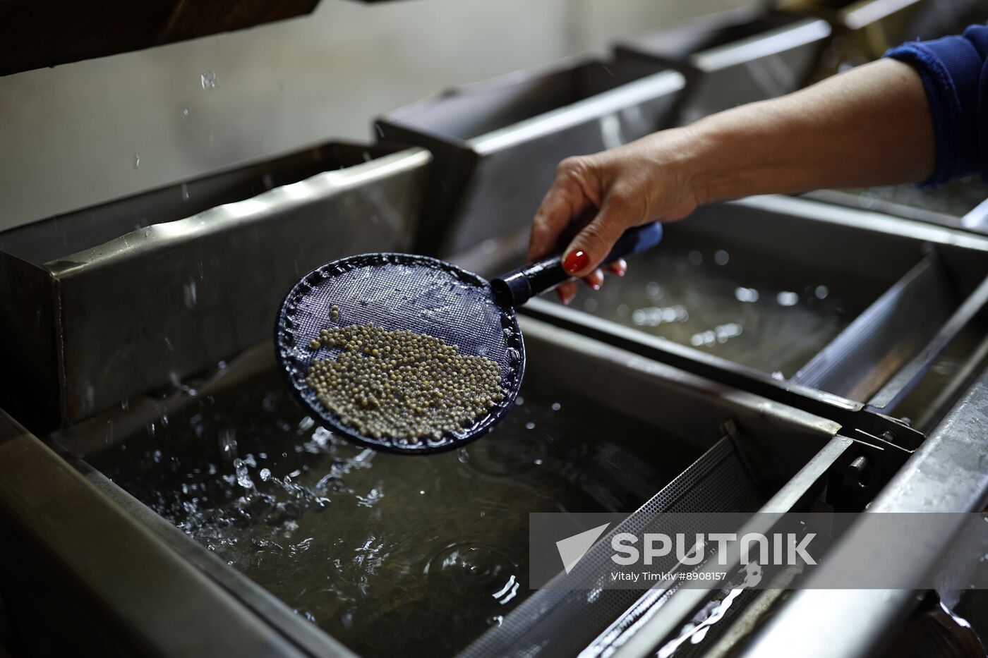 Russia Fish Industry