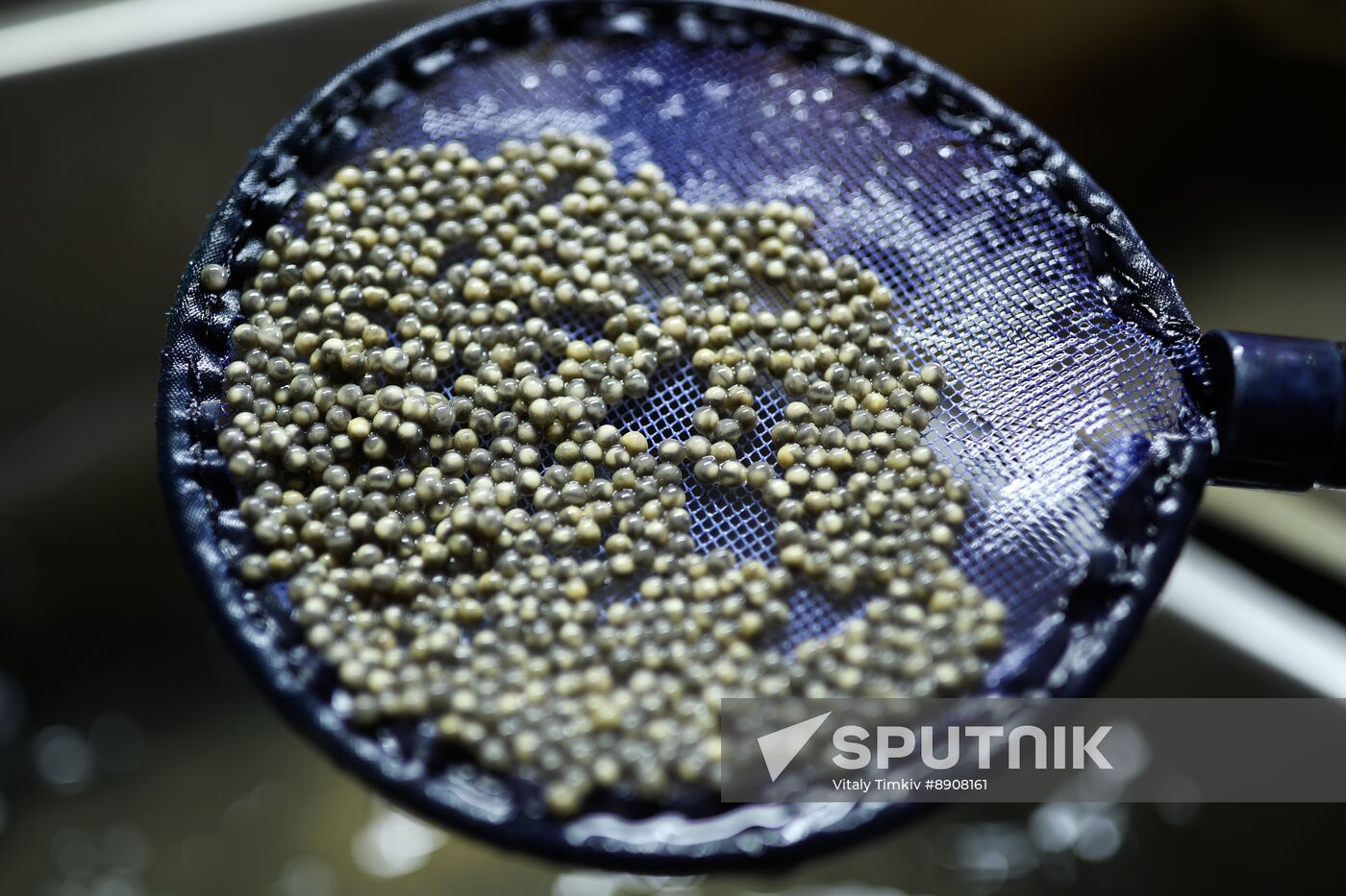 Russia Fish Industry