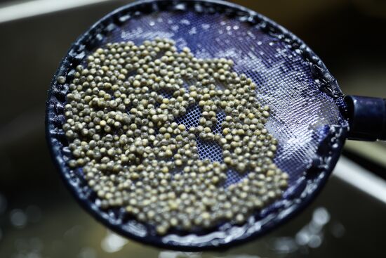 Russia Fish Industry