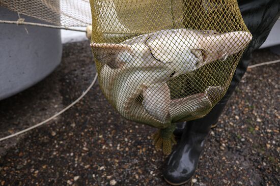 Russia Fish Industry