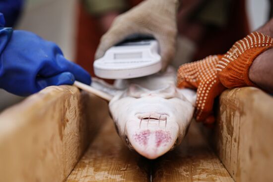 Russia Fish Industry