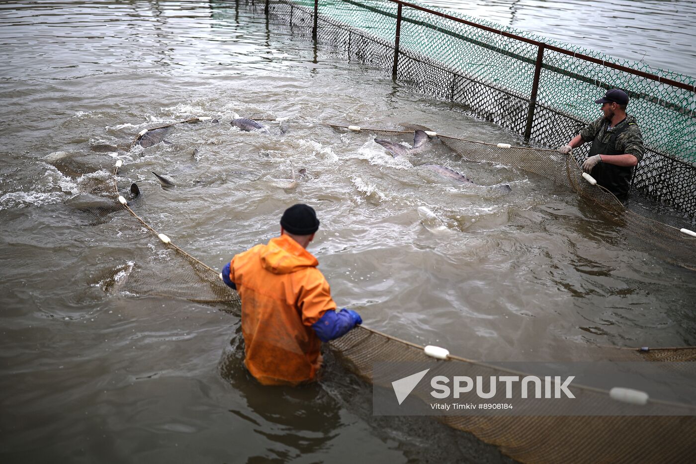 Russia Fish Industry