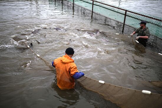 Russia Fish Industry