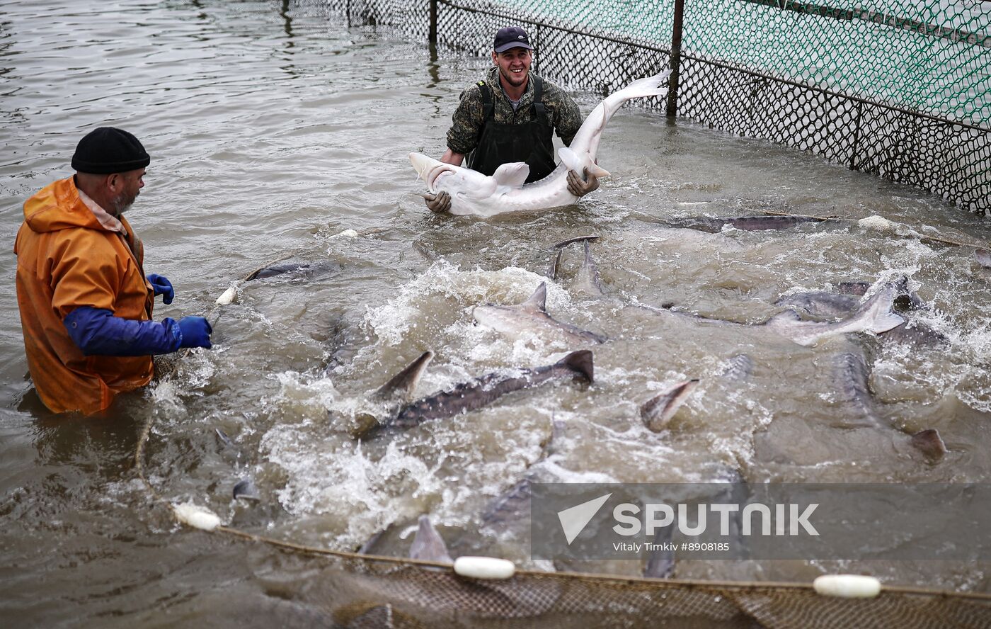Russia Fish Industry