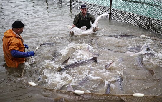 Russia Fish Industry