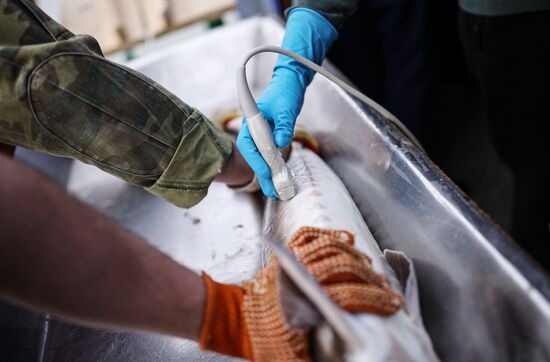 Russia Fish Industry