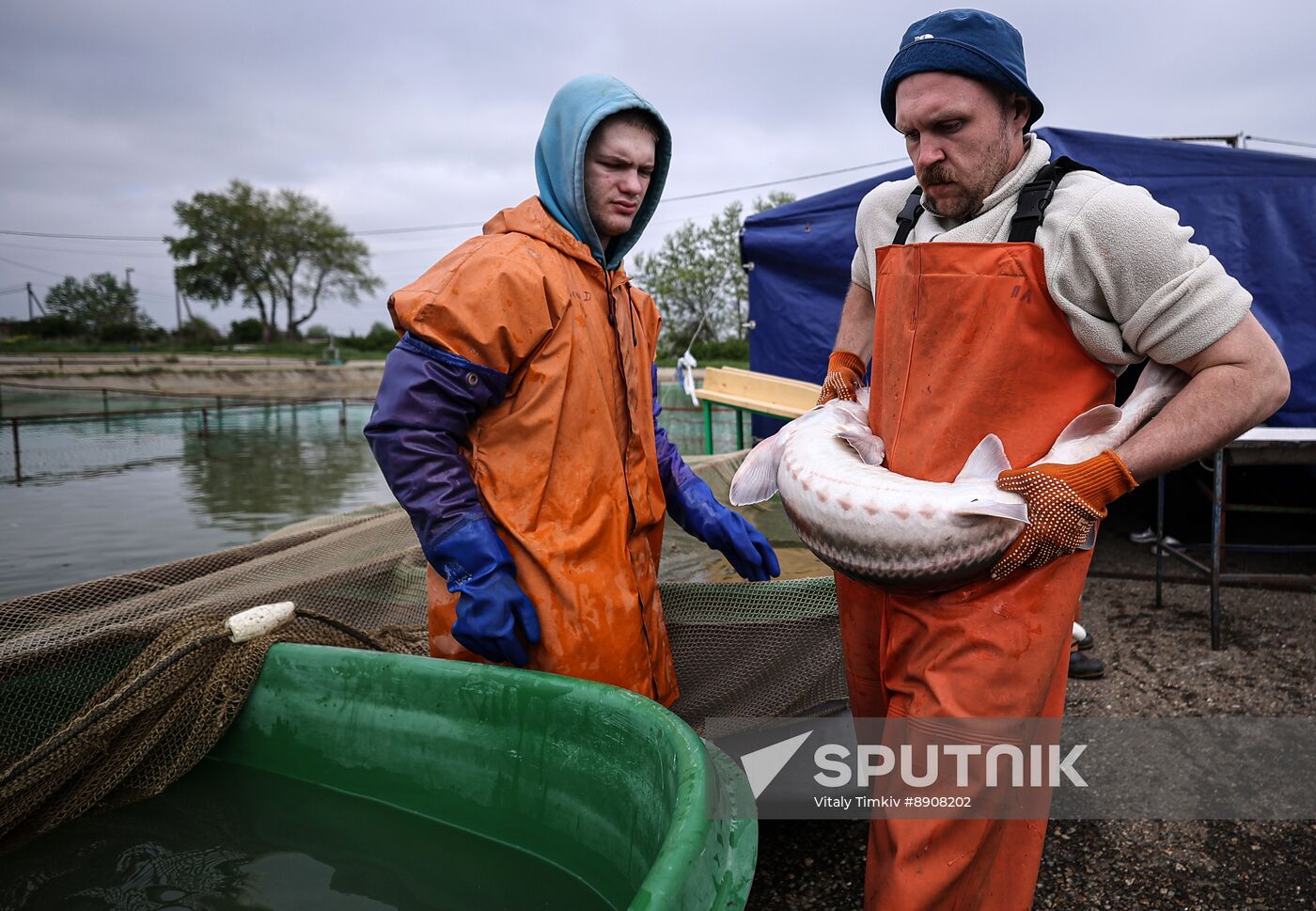 Russia Fish Industry