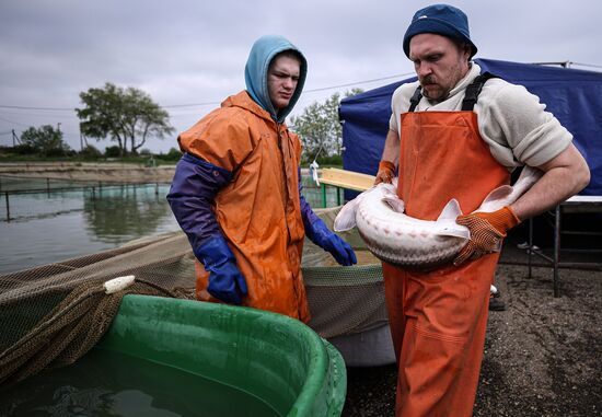Russia Fish Industry
