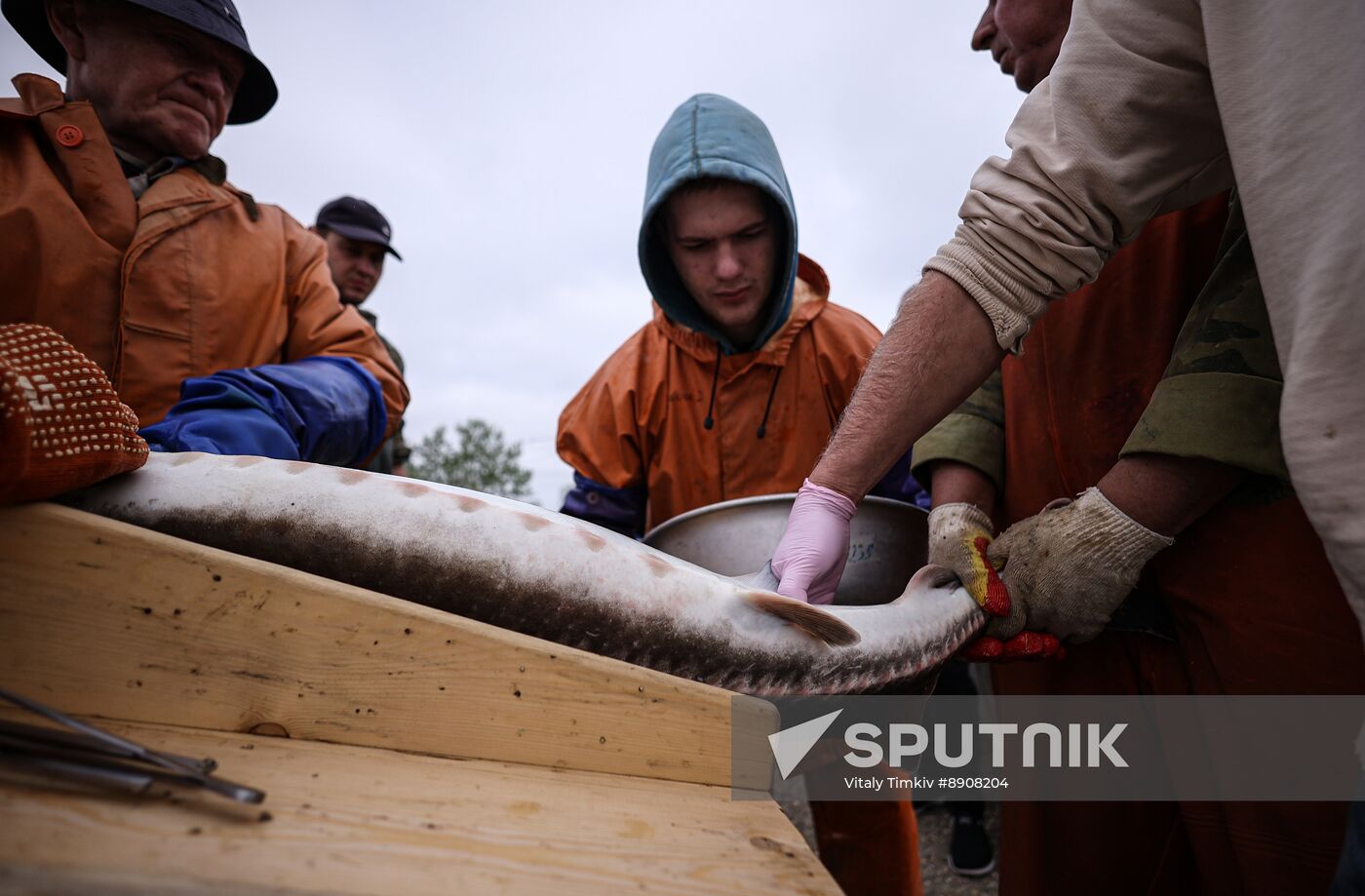 Russia Fish Industry