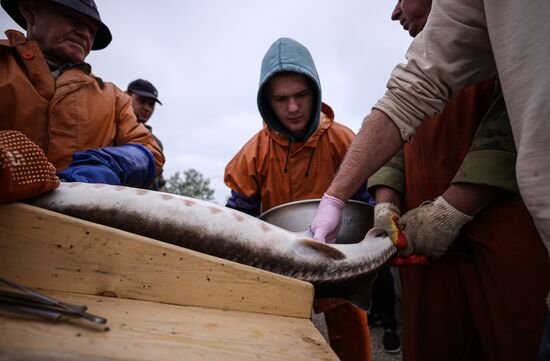 Russia Fish Industry