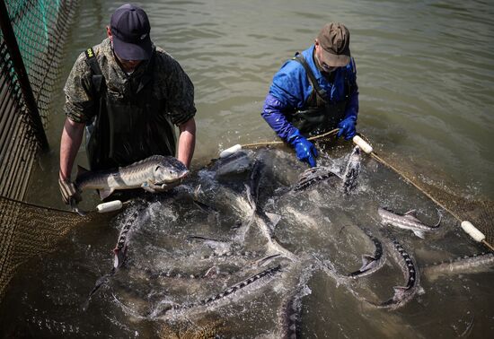 Russia Fish Industry