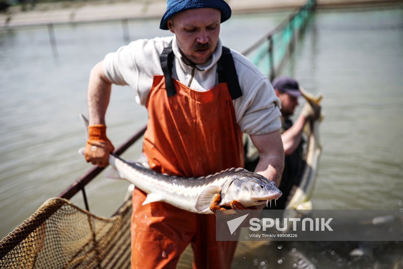 Russia Fish Industry