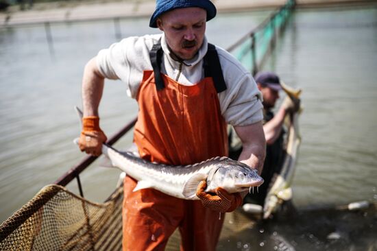 Russia Fish Industry