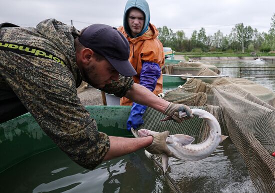 Russia Fish Industry