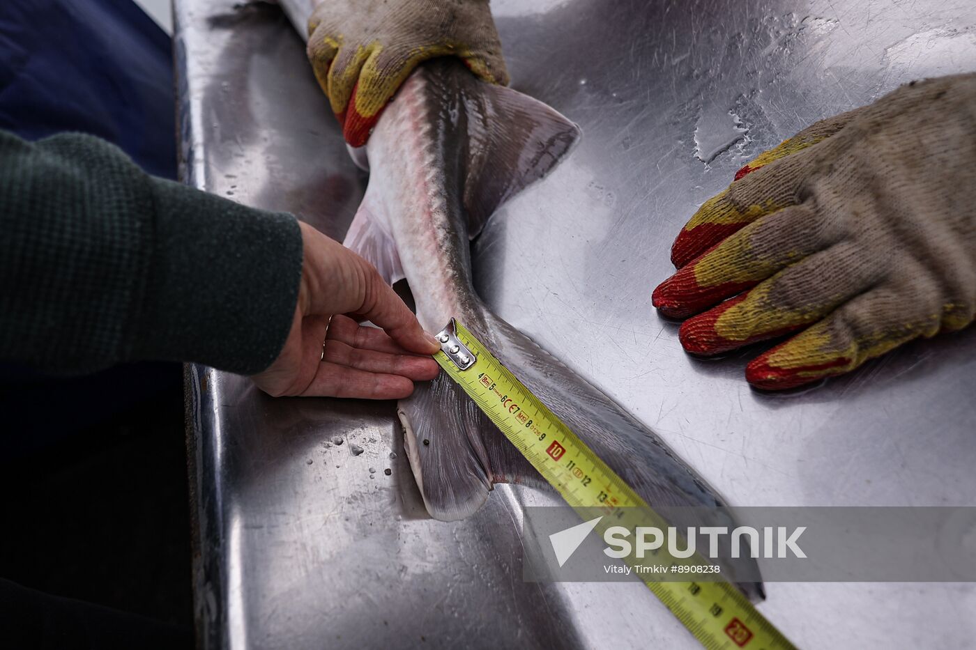 Russia Fish Industry