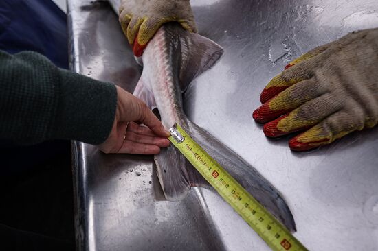 Russia Fish Industry