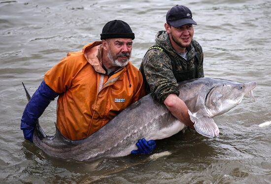 Russia Fish Industry