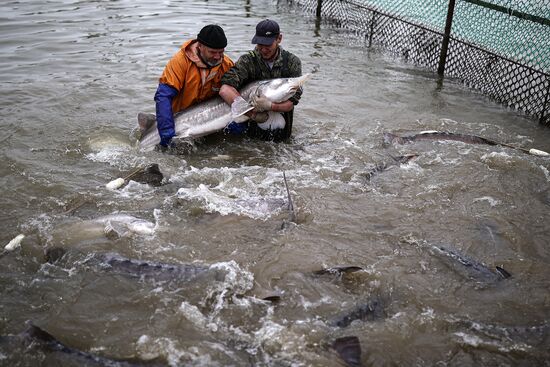 Russia Fish Industry