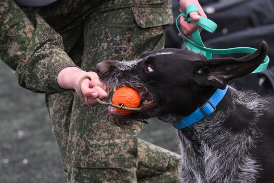Russia Customs Dog Handlers Competition
