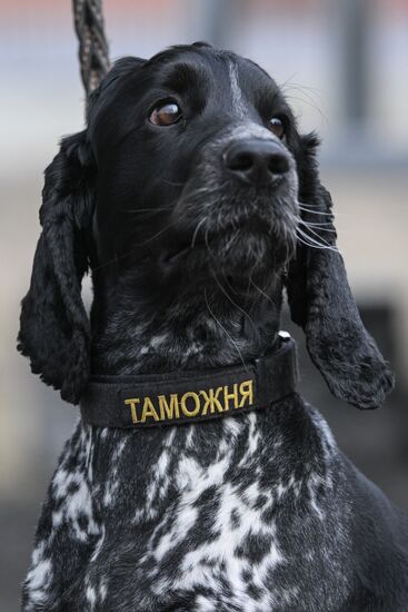 Russia Customs Dog Handlers Competition